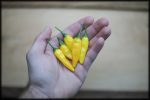 Aji Lemon Drop Seeds Discount