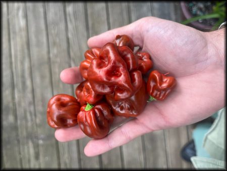 Cappuccino Scotch Bonnet Seeds For Sale